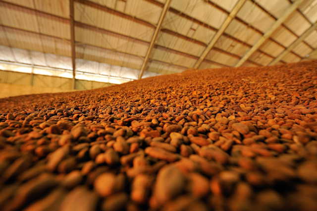 Sénalia_Cacao