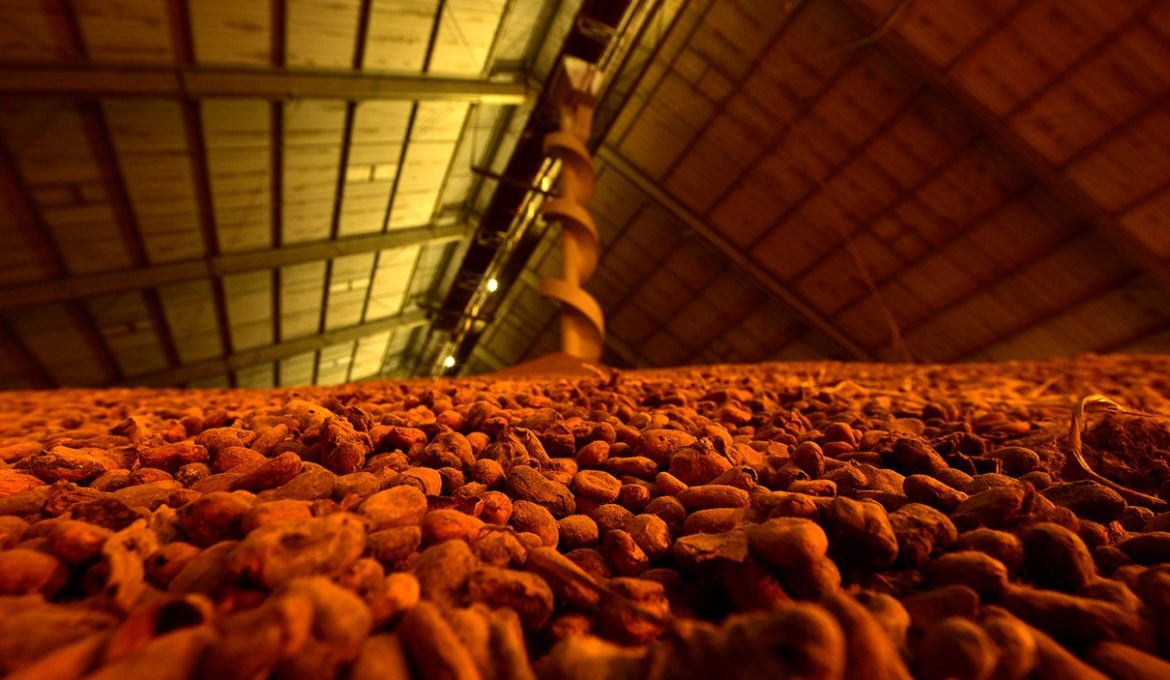 cacao